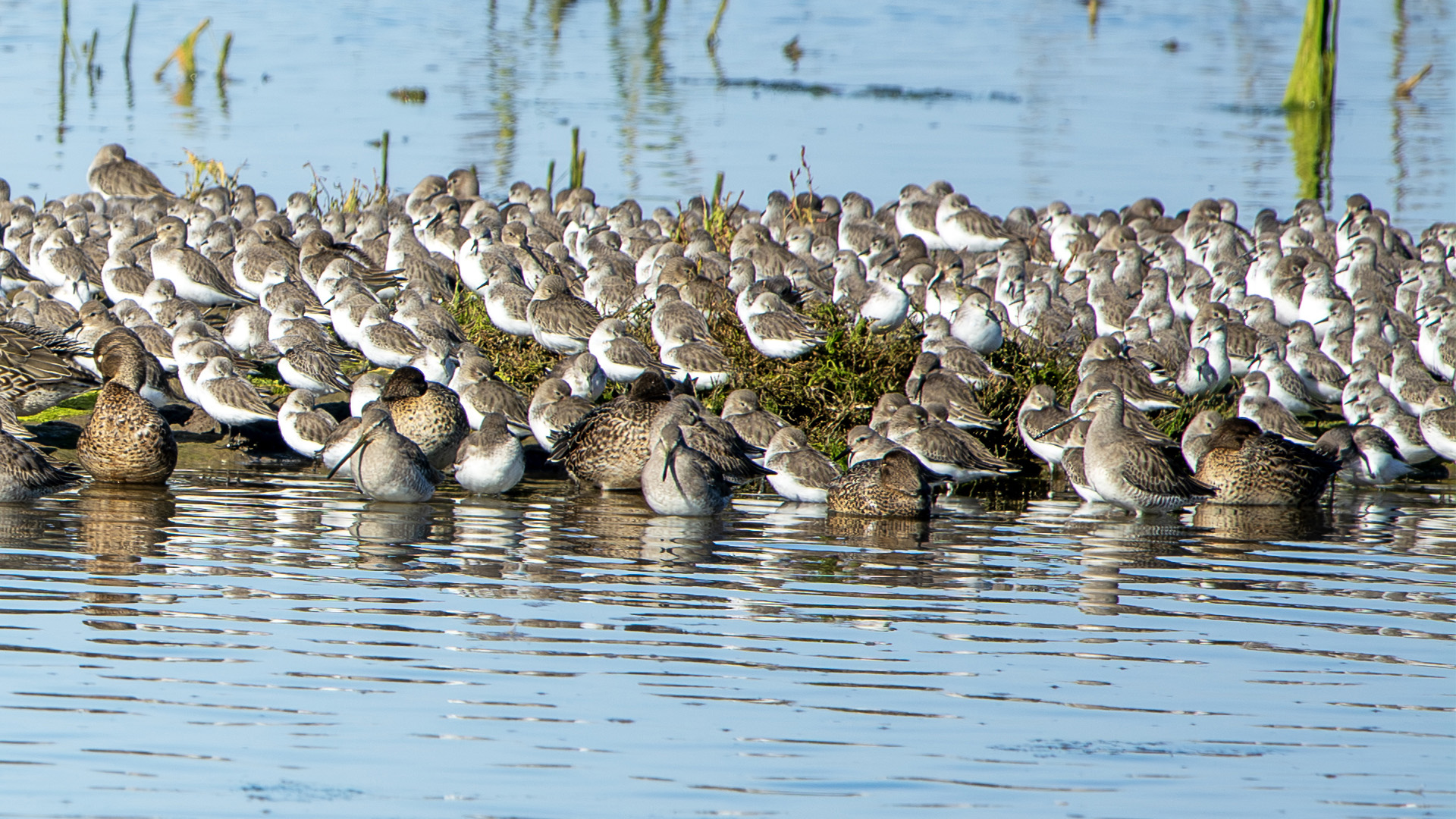 Long-billed Dowitcher